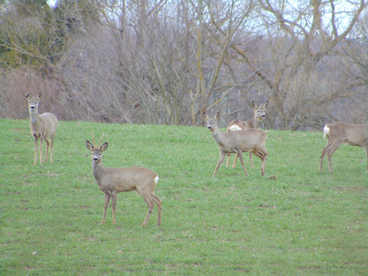 livebirdspoland_bc2ed65e9c34b027e883ceb48ce8ac19.jpg