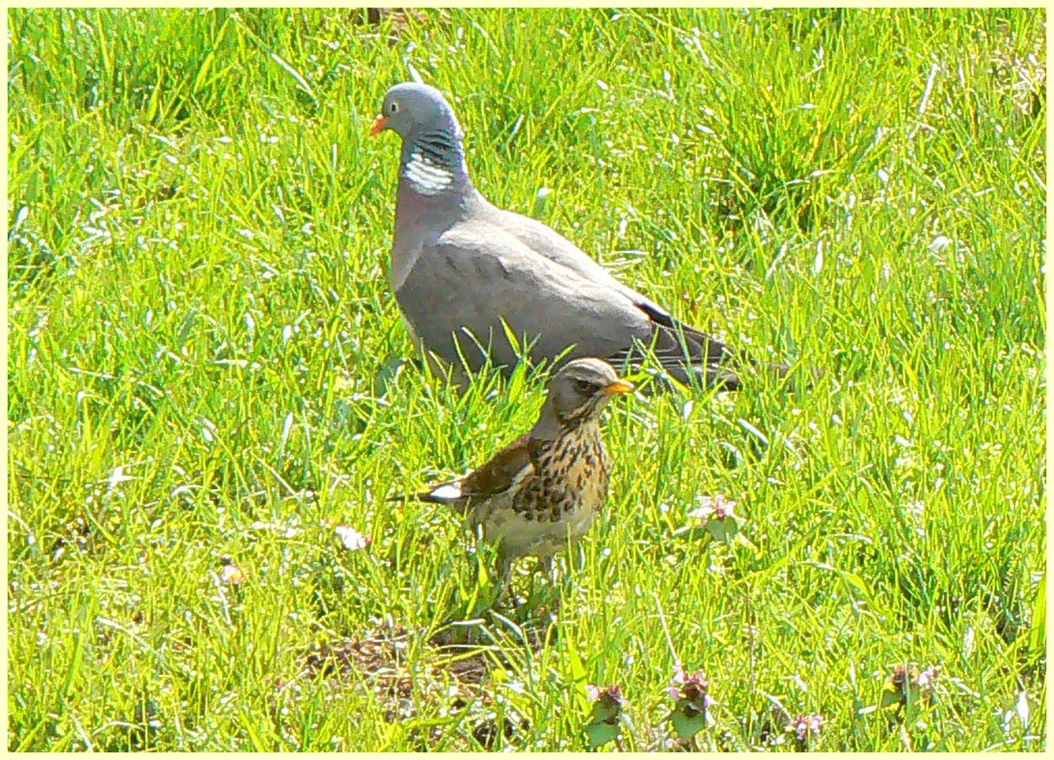 livebirdspoland_ac5bf87e08c7d749f7fcea9ea3ca20e8.jpg