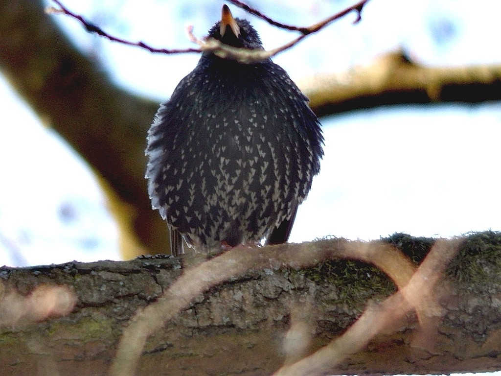 livebirdspoland_8531c75dbcc922a03ac8ffe402c44923.jpg