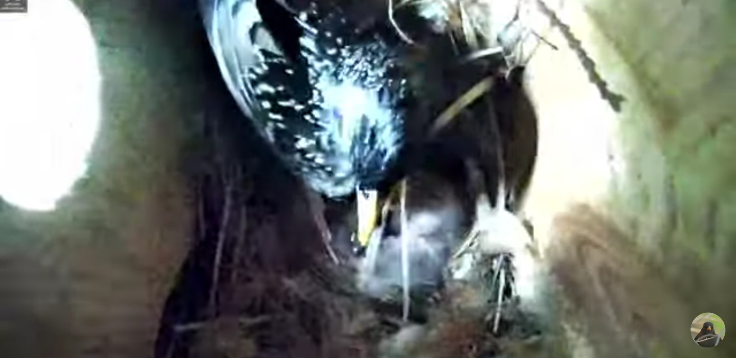 livebirdspoland_0acbca91606a1e6d78039b19ed7697f3.jpg
