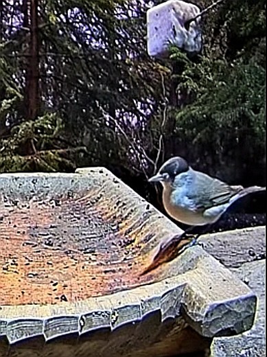 livebirdspoland_65dbffeefc3f938b1565bcc4b0f85800.jpg