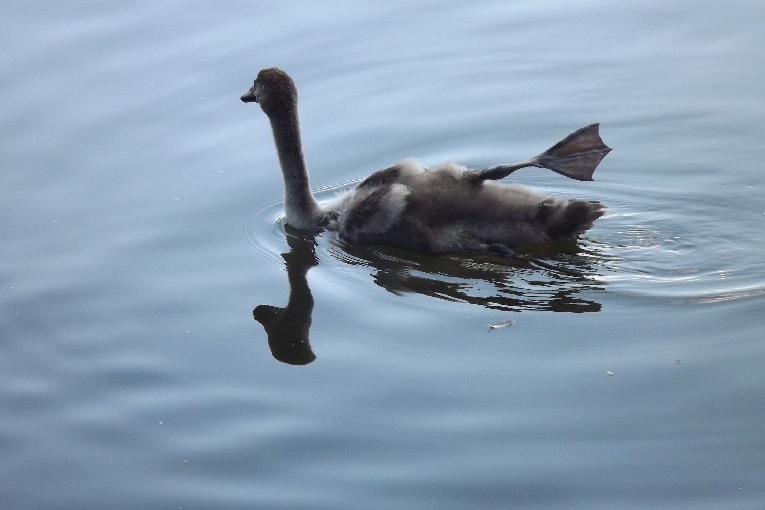 livebirdspoland_c6e1df708ad9db964e1cabc9a4846f95.jpg