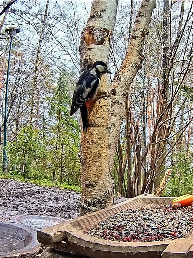 livebirdspoland_f87aa9c06f089c46fac92b0e3ef484b3.jpg
