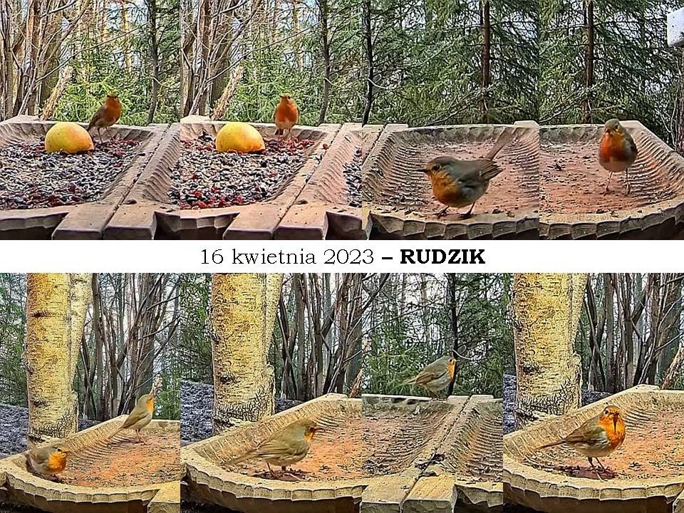 livebirdspoland_b2b6f87b623fdc7b5b4a140963774756.jpg