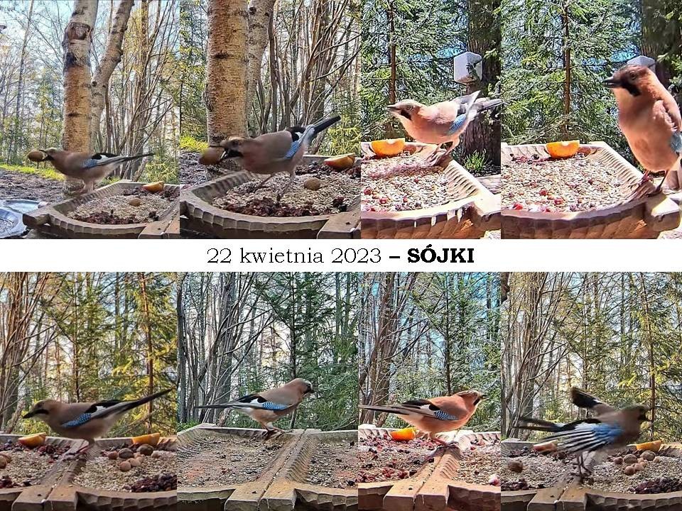 livebirdspoland_94c298385000bcbf427fbd37ede500fa.jpg
