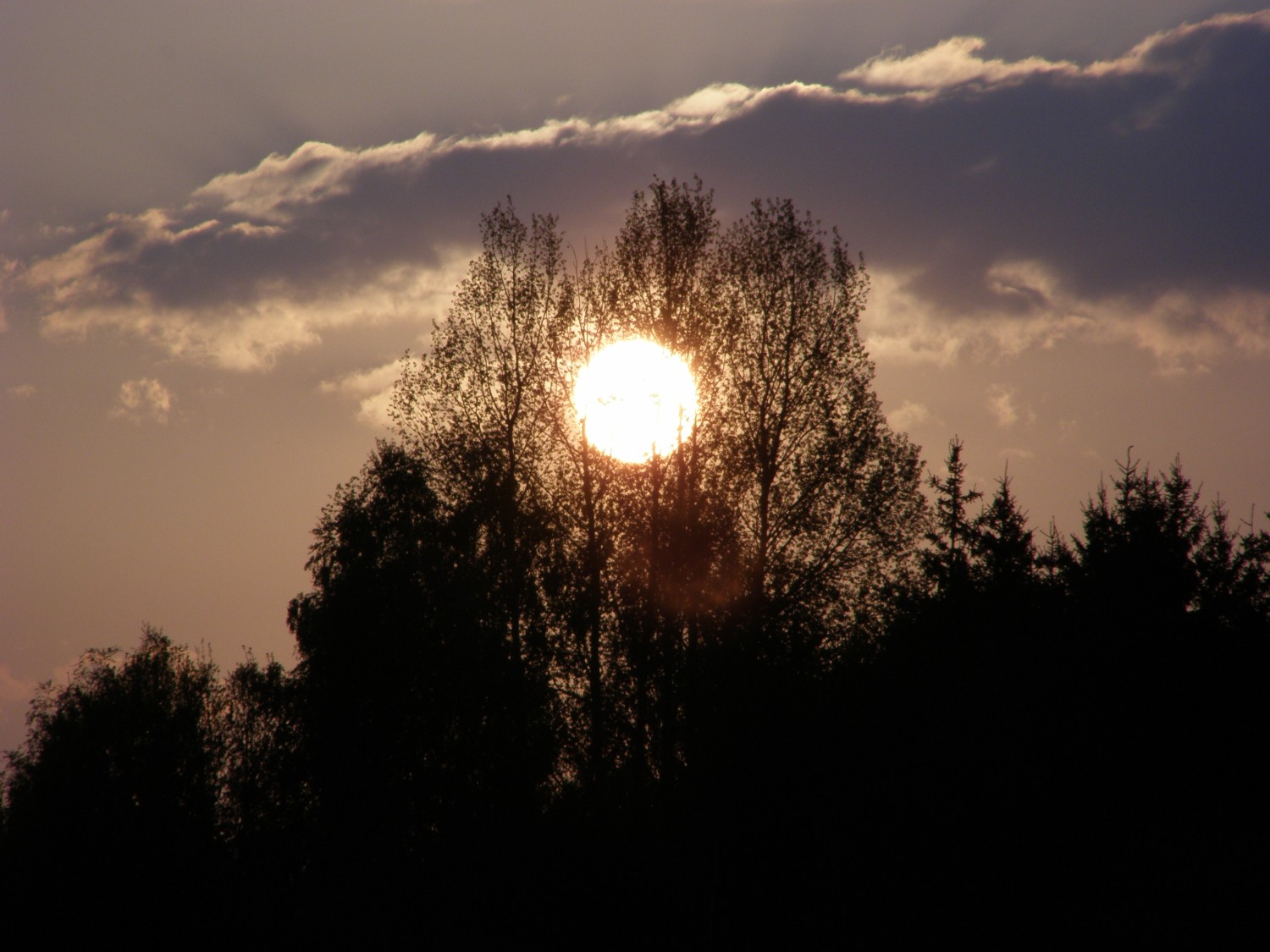 livebirdspoland_36b624020e204889e5933a2026a1f080.jpg