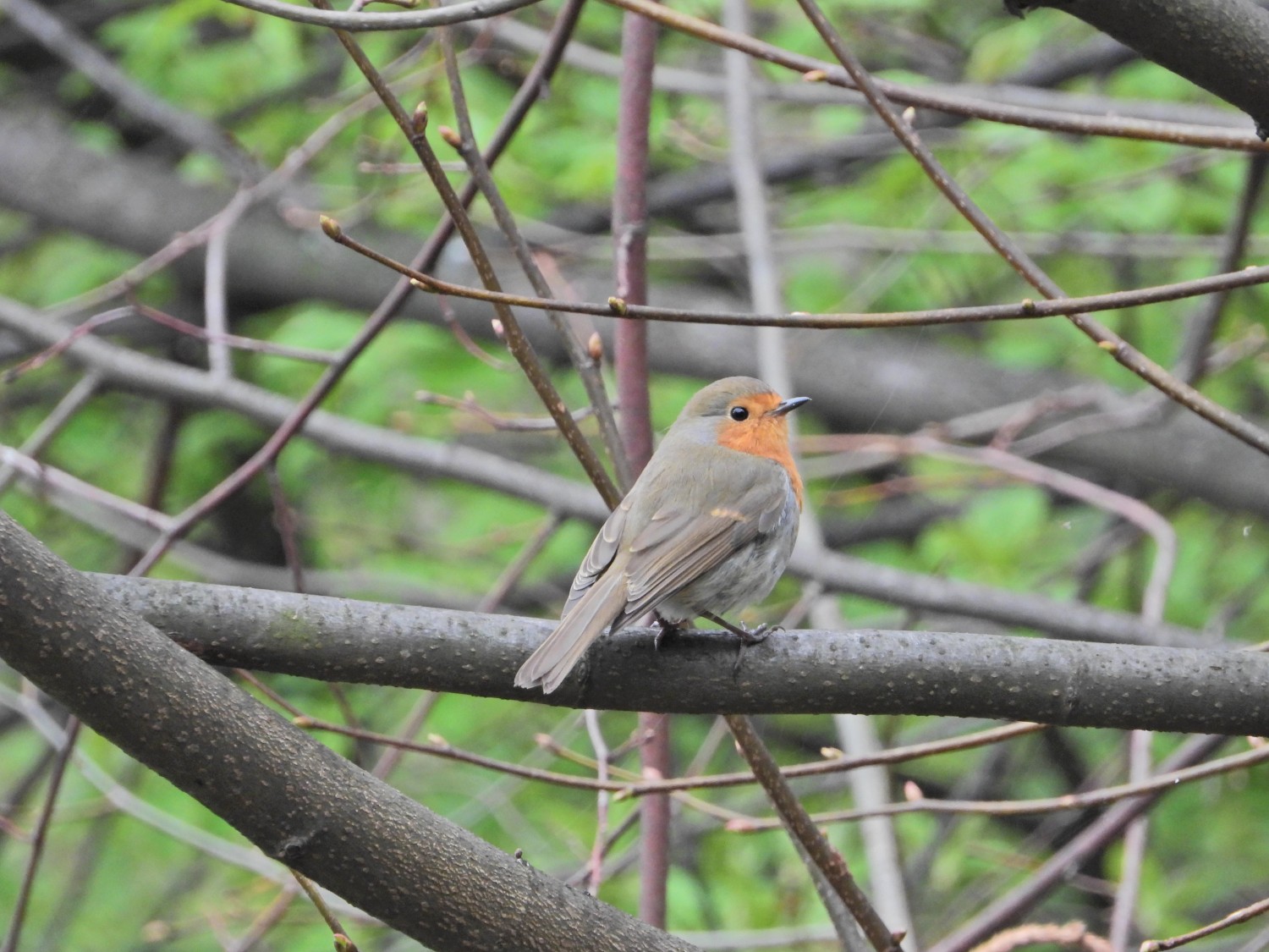 livebirdspoland_33013d9a4dcdbcb375203c9bd4bf7fed.jpg