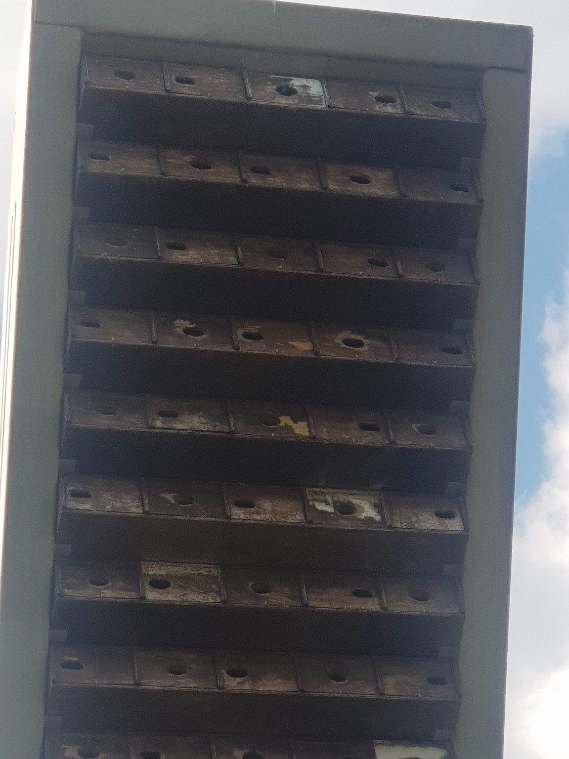 livebirdspoland_997dfd219a80eb79865227c623c80ae3.jpg
