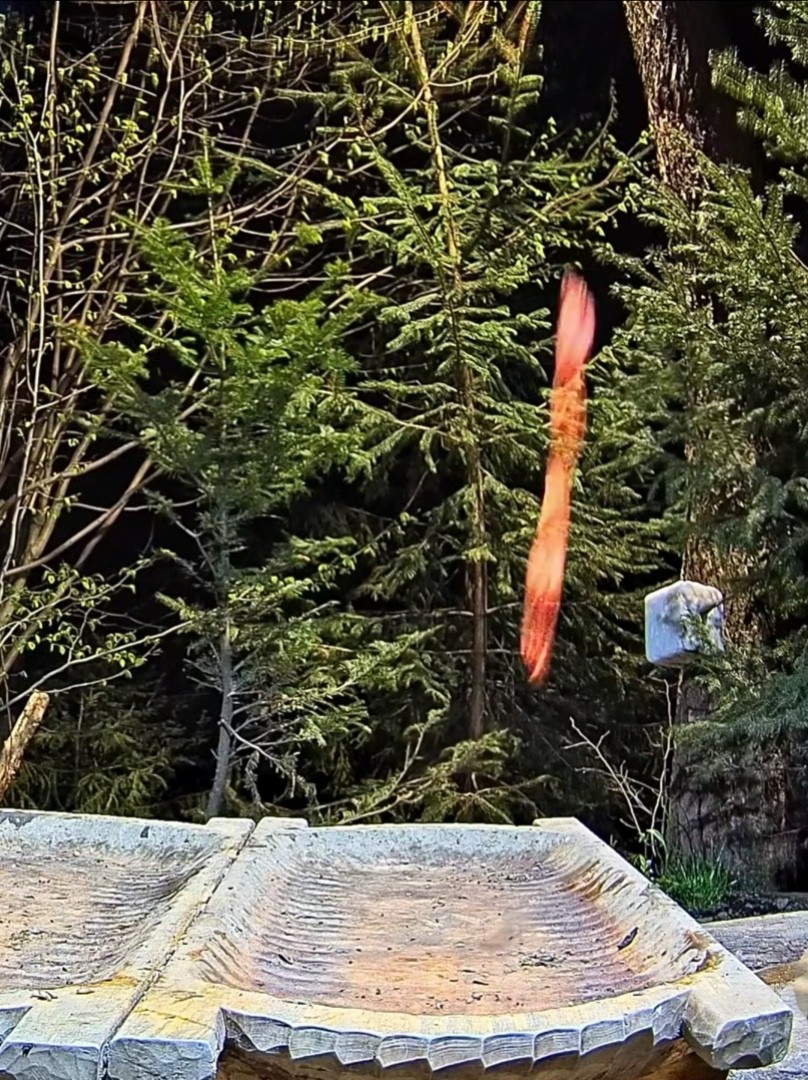 livebirdspoland_882e320550f9f769d0c26dbd9f0701eb.jpg