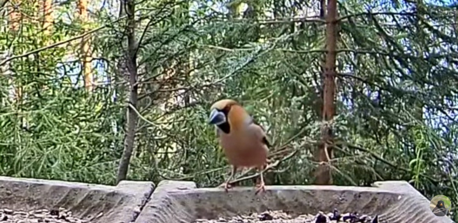 livebirdspoland_0e094e3e1352e0b620e16d8bf9e6fa50.jpg