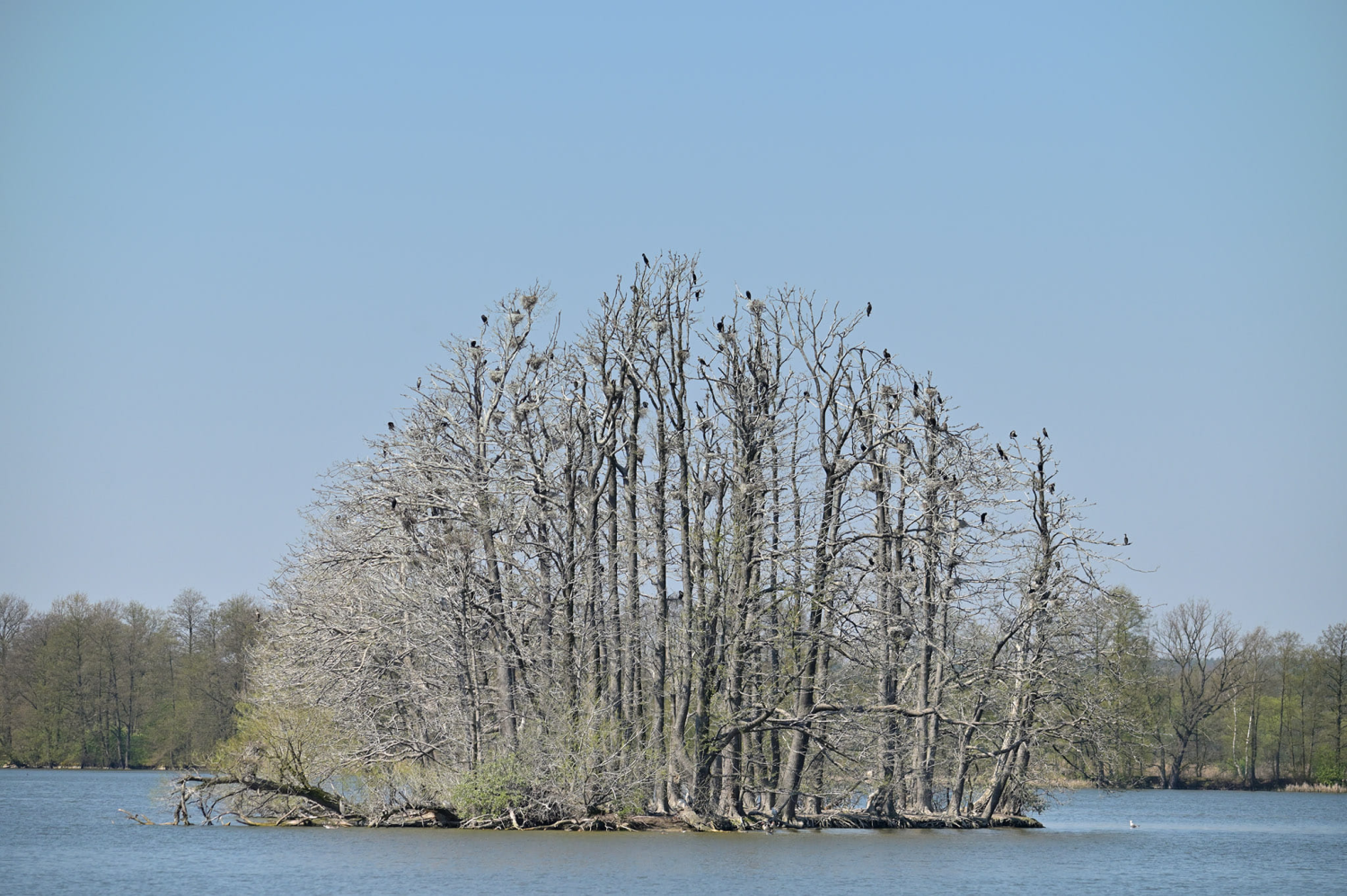 livebirdspoland_57775f5af7ee532c48e2d5d78f76104e.png