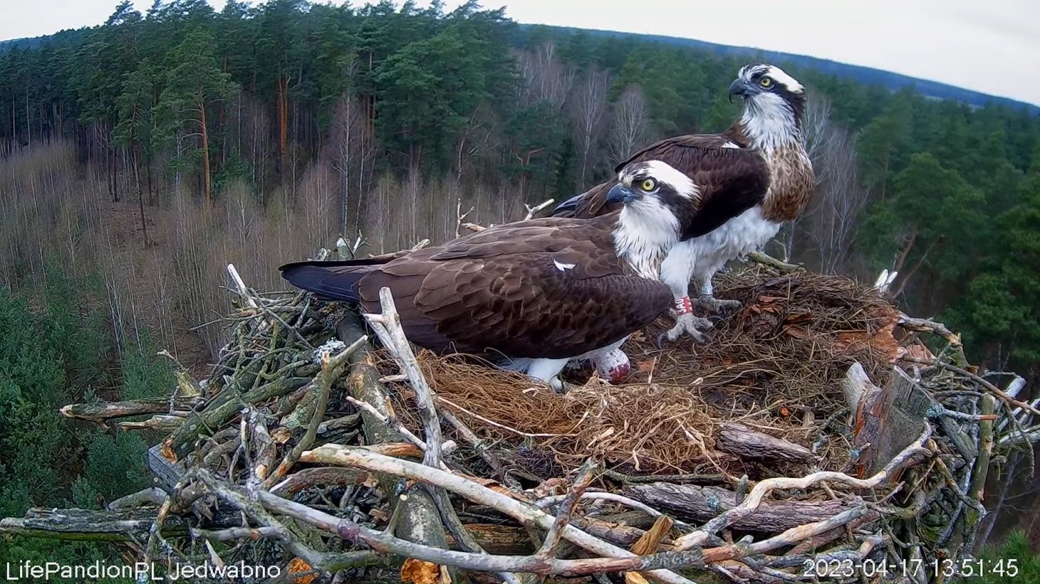 livebirdspoland_b585d78c8632ef0e16a56353de63c00c.jpg