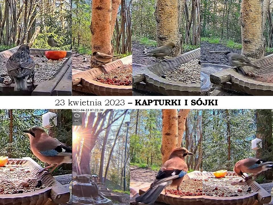 livebirdspoland_b36f7b0ac14a87826265ae93ff0b9212.jpg
