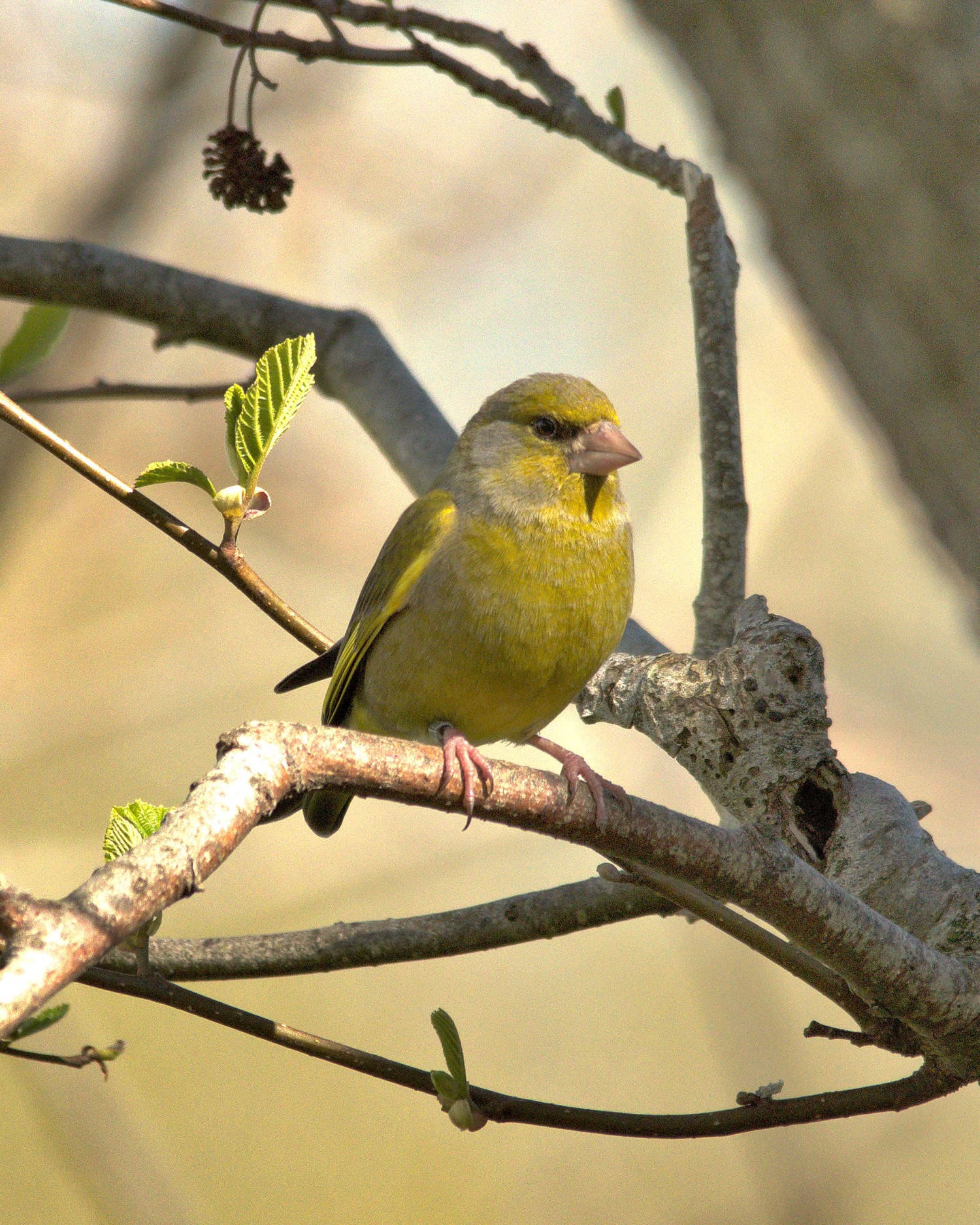 livebirdspoland_6c1bea79e5a20b4e57f23d74b9f734d6.jpg