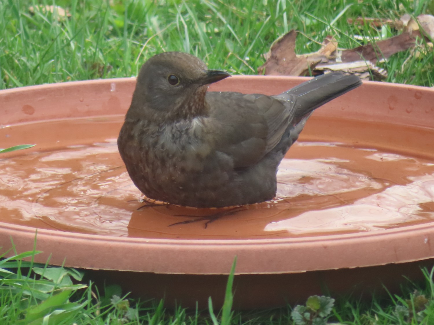 livebirdspoland_f6828ba38fd8da50e4550642b84f194a.jpg