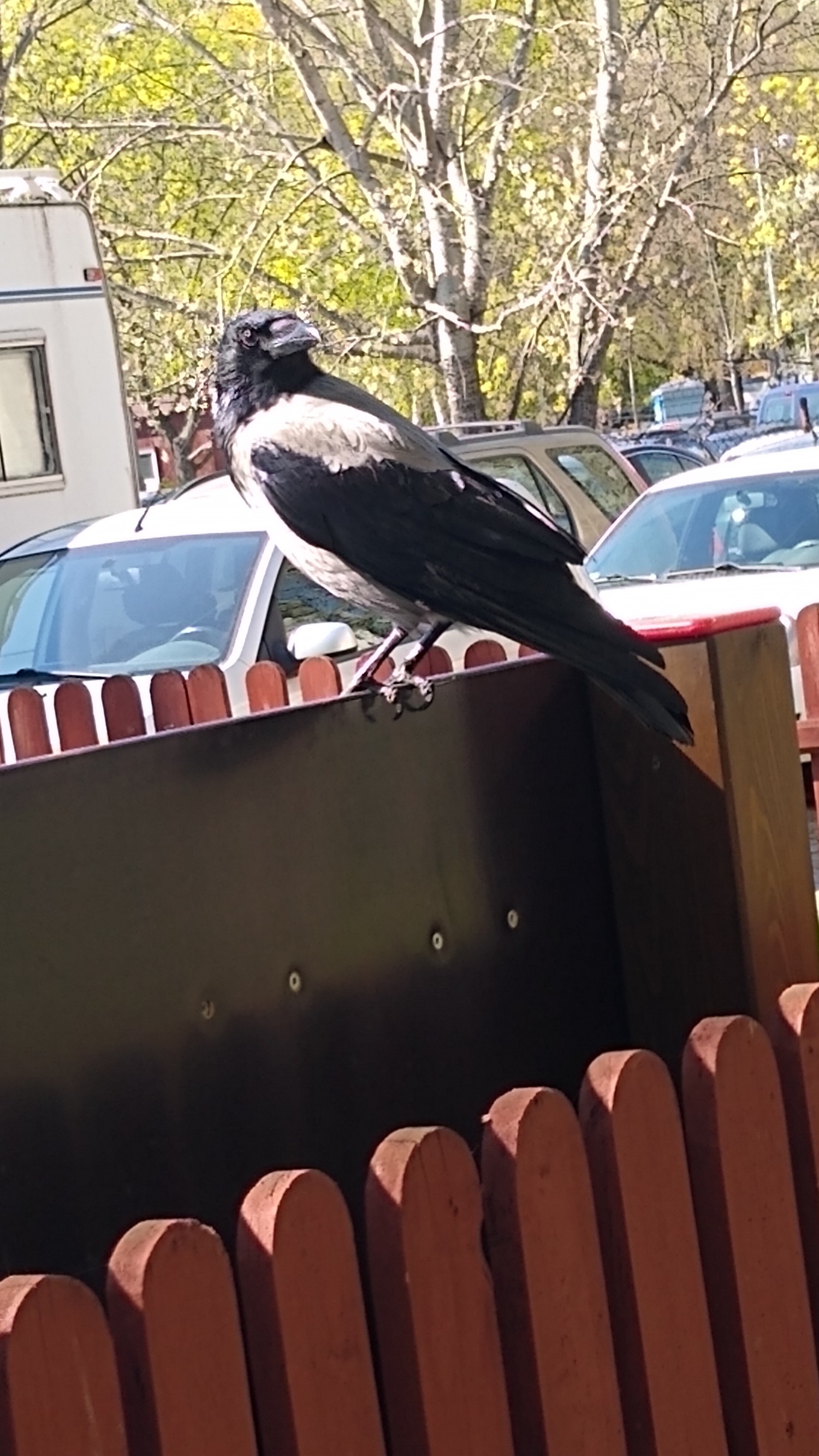 livebirdspoland_51a11d8e0995940f25b70ade3a1f066e.jpg