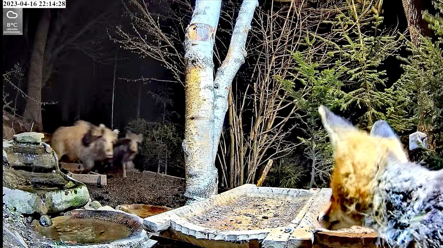 livebirdspoland_007c7b693338c70d4c046aa07072d01c.jpg