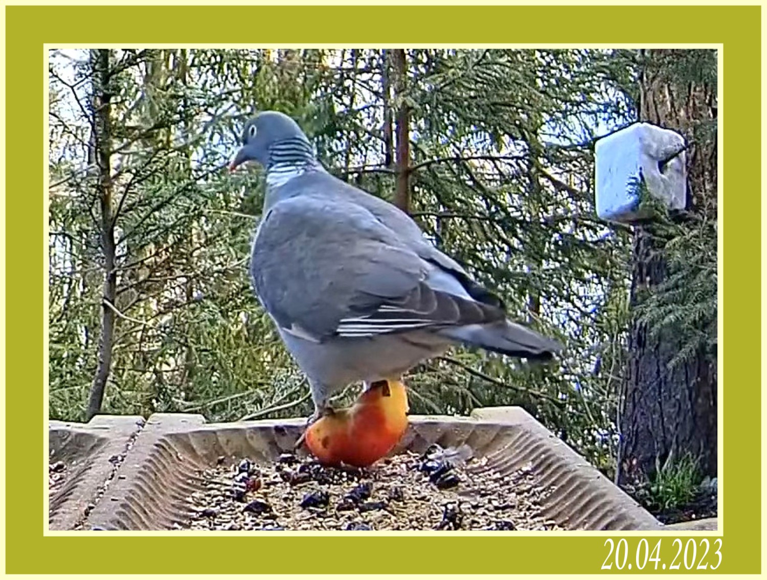 livebirdspoland_d3f9a94bbeddeaacde1c7775568699fa.jpg