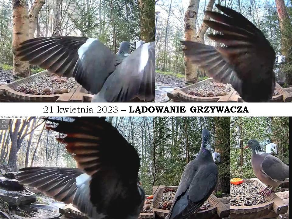 livebirdspoland_74c0be7c09605e3e52eea5f5e348ece0.jpg