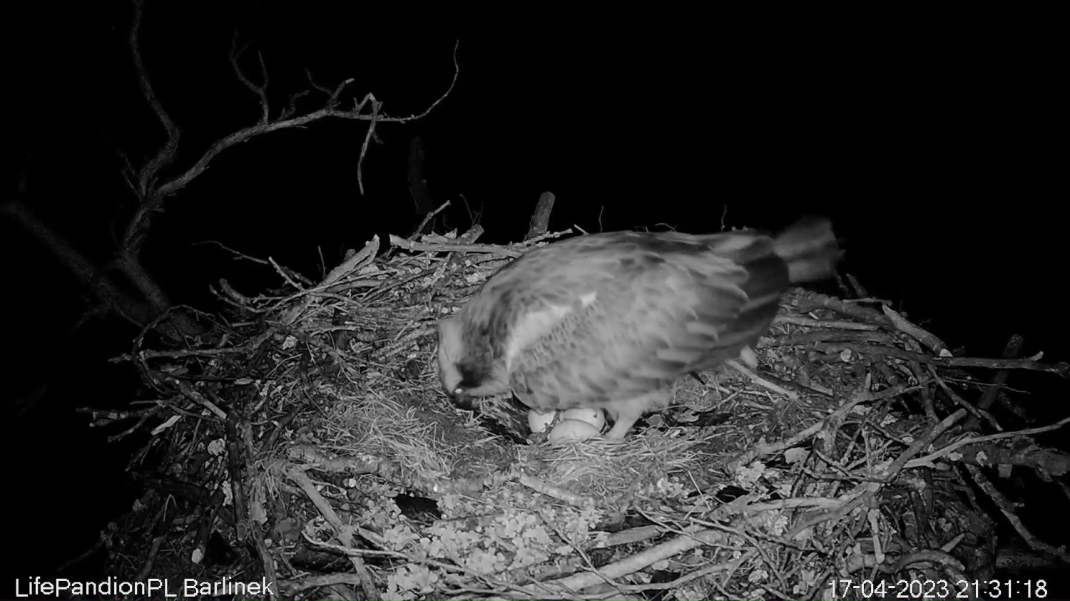 livebirdspoland_a3df1b0d5474c4c68c9c797d1160a345.jpg