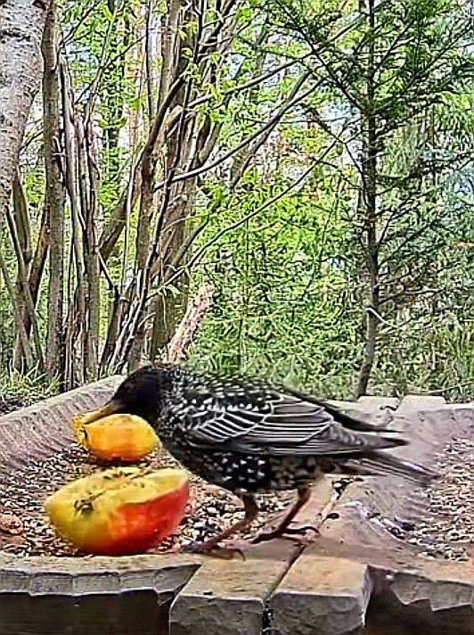 livebirdspoland_8dc8c469cf7889790a75261e7fef19a7.jpg