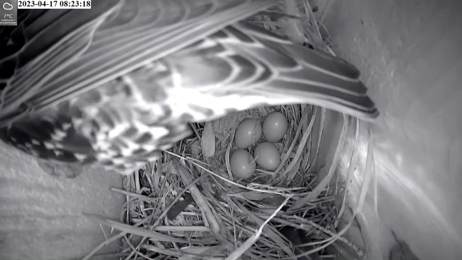 livebirdspoland_dc0b0db96e63fb7d491c3ab79ec1a3ee.jpg