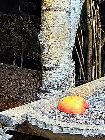 livebirdspoland_5baf708fcf7eb72070e0b71203c66c24.jpg