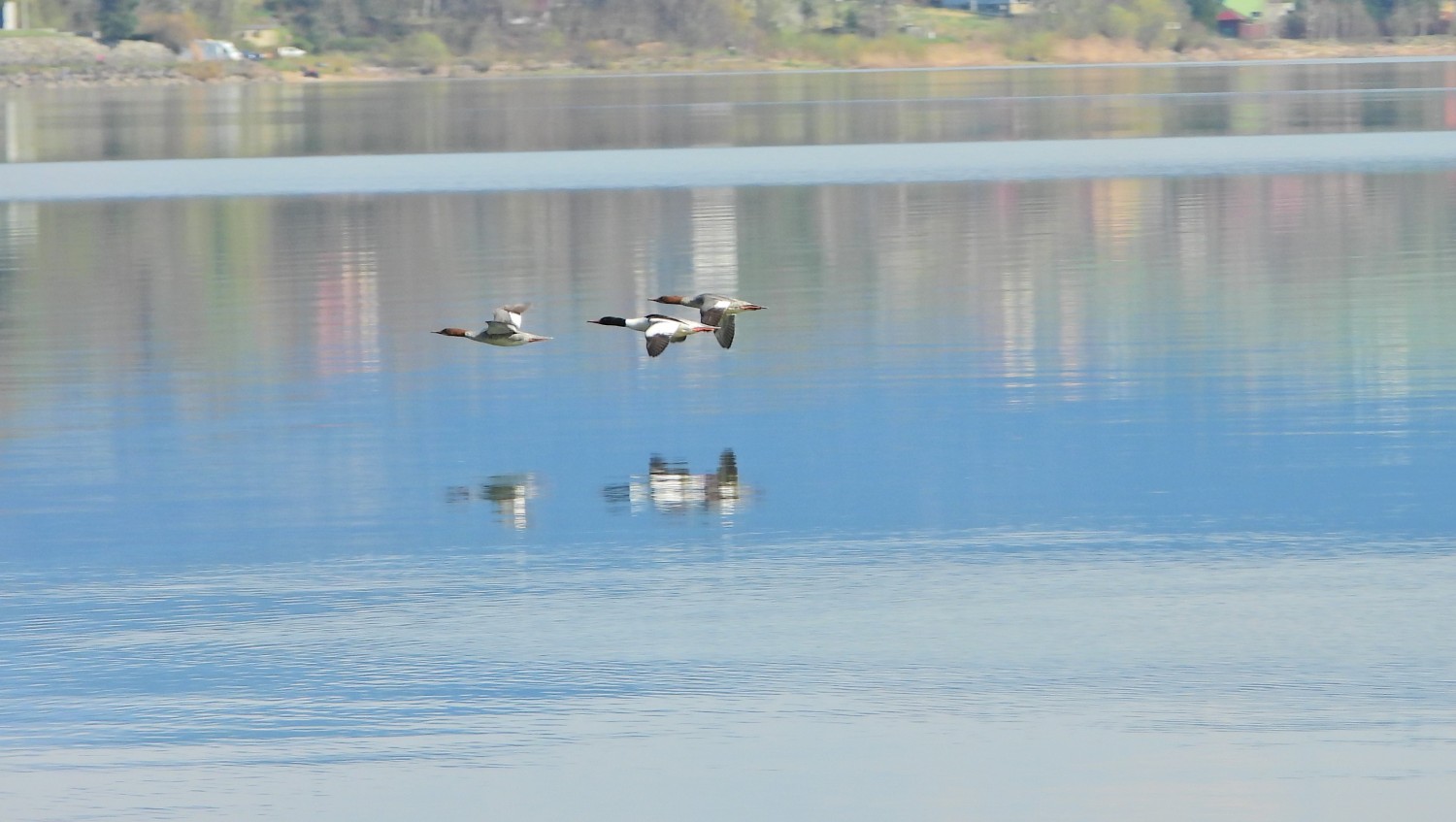 livebirdspoland_5eadce9c25dc55b3a63daf926b1c5a3e.jpg