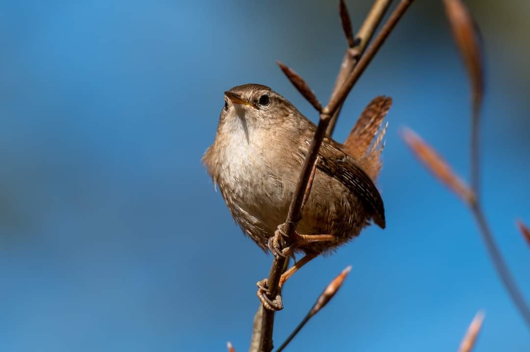 livebirdspoland_12f52731e6c4e652d54bee8b2d1fd795.jpg