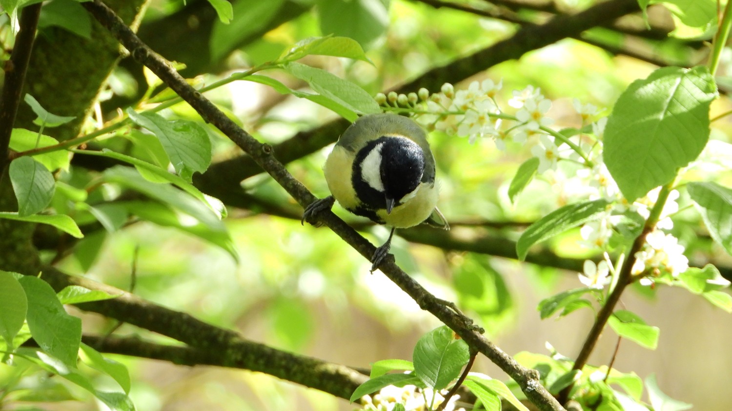 livebirdspoland_033abc72eac13ac1f7f9623e140ecefe.jpg