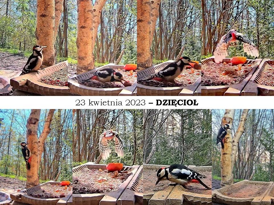 livebirdspoland_c6d1beca28f028906f5ade80c1a7db28.jpg