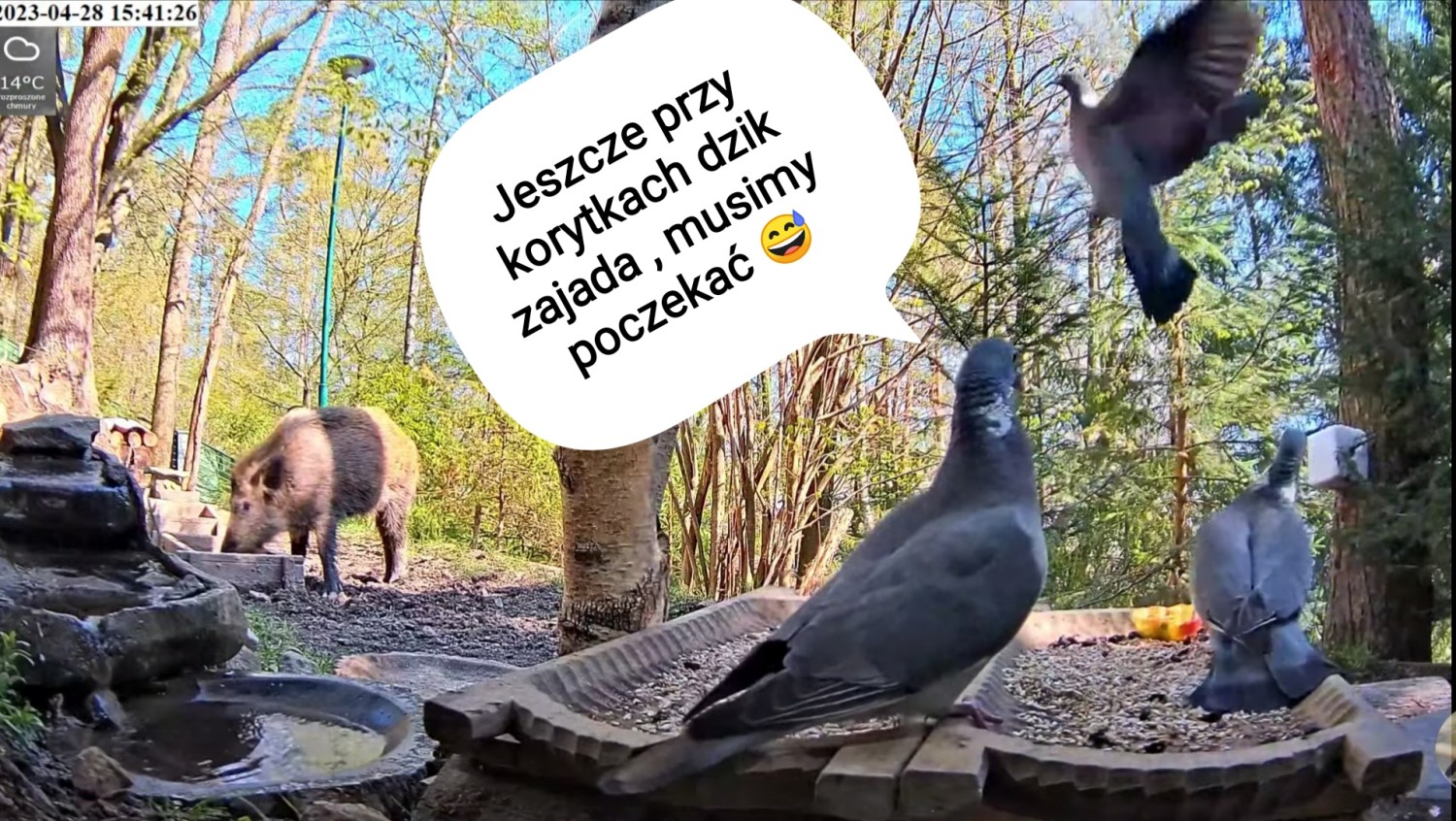 livebirdspoland_48a57a06afb9a88d4fd95e21daf8e84b.jpg