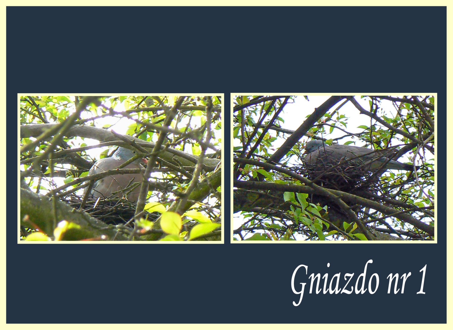 livebirdspoland_a6360cbc439a43aa03a25ce2a6237c0d.jpg
