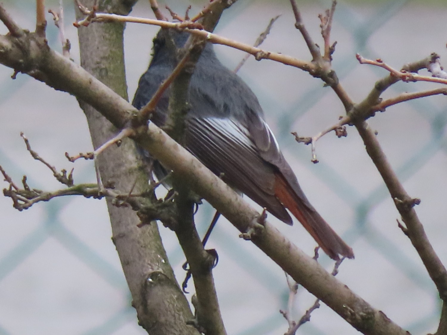 livebirdspoland_957daaf20eae64e90c54b4917ee49a13.jpg