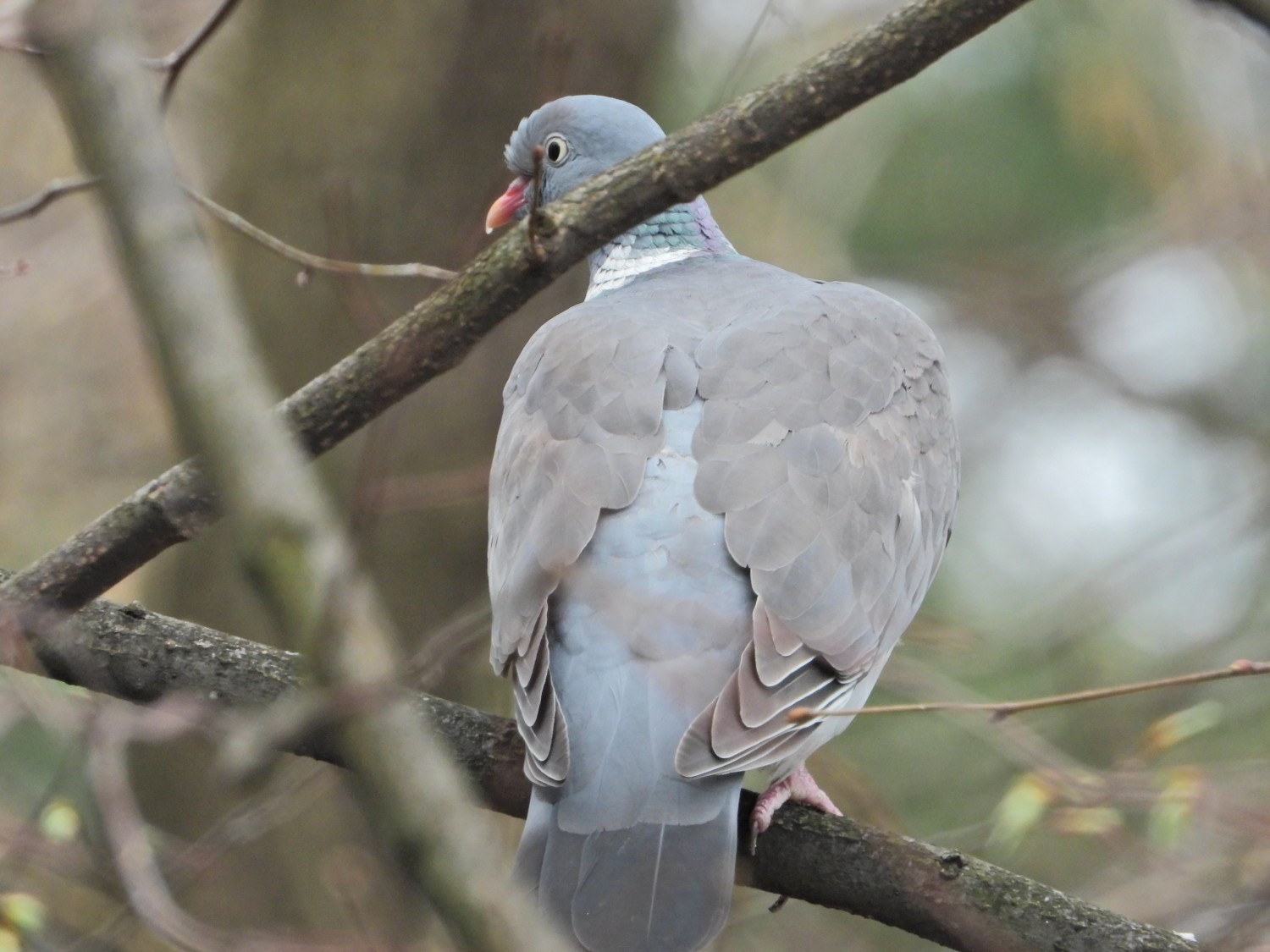 livebirdspoland_eb2fcfec33a66f82420d3ca480613e52.jpg