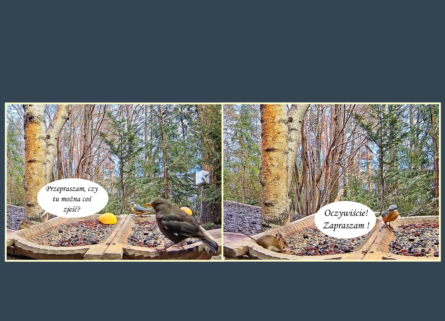 livebirdspoland_aaec2e042c7ca9e2aa7ec0c5a2d7baee.jpg