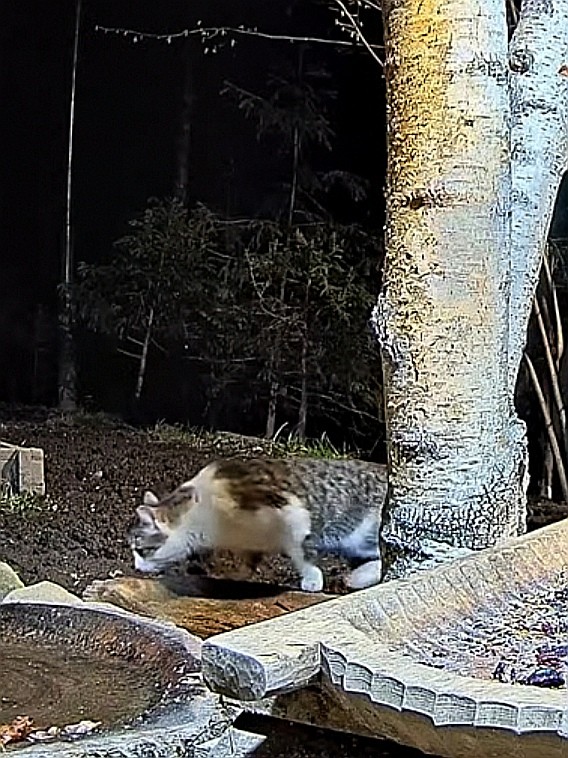 livebirdspoland_7c0aa7aaaa5b0734ef4df539fcd9342e.jpg
