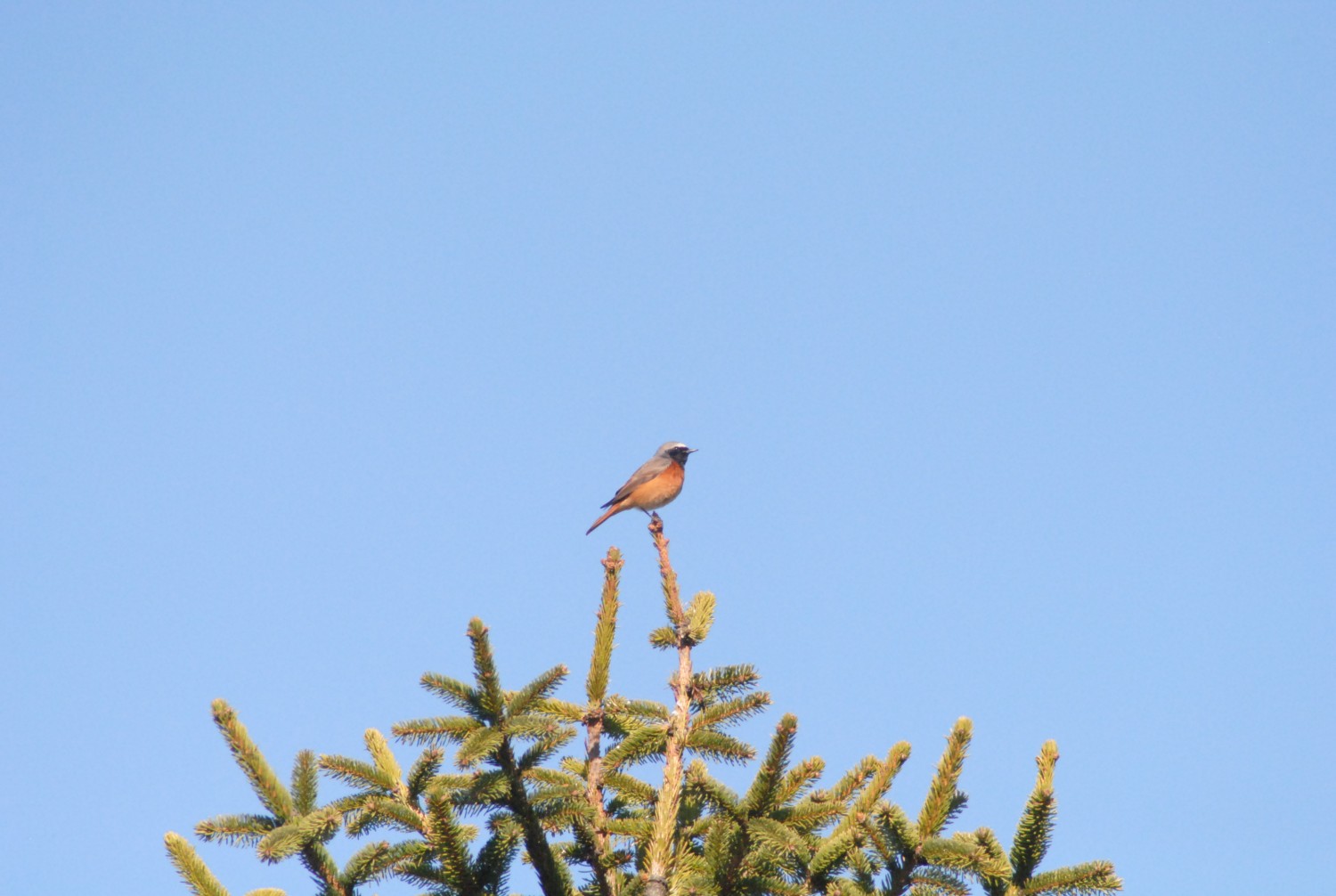 livebirdspoland_9766030a50367513d8afef0960e8b7df.jpg