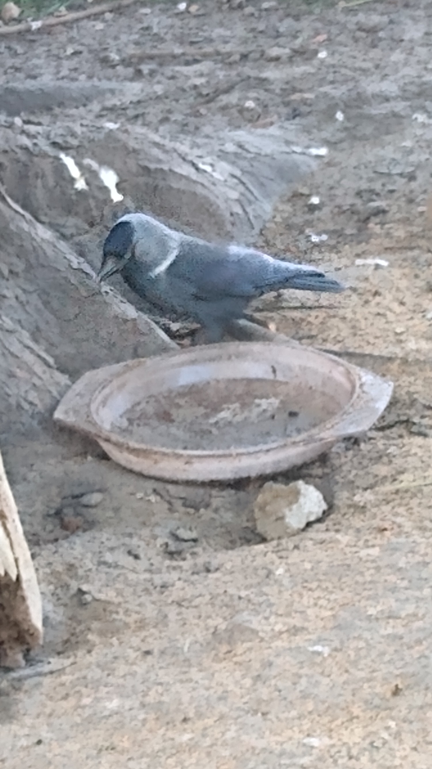 livebirdspoland_3779b1636db306cea66f820a13c98030.jpg