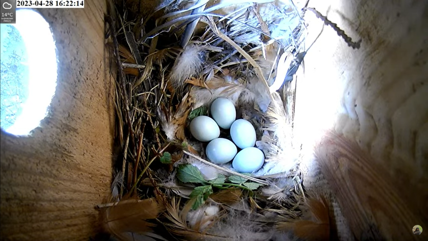 livebirdspoland_d2efb971a6cfd9d3ca4e86337eb8abd4.png