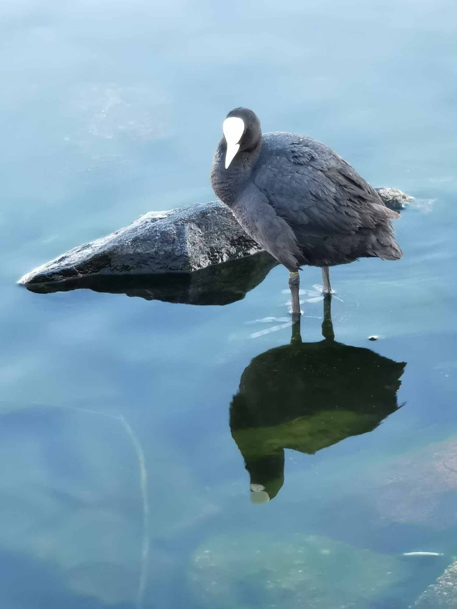 livebirdspoland_1c5a4e02ca2a925104b8ea1554142a6a.jpg