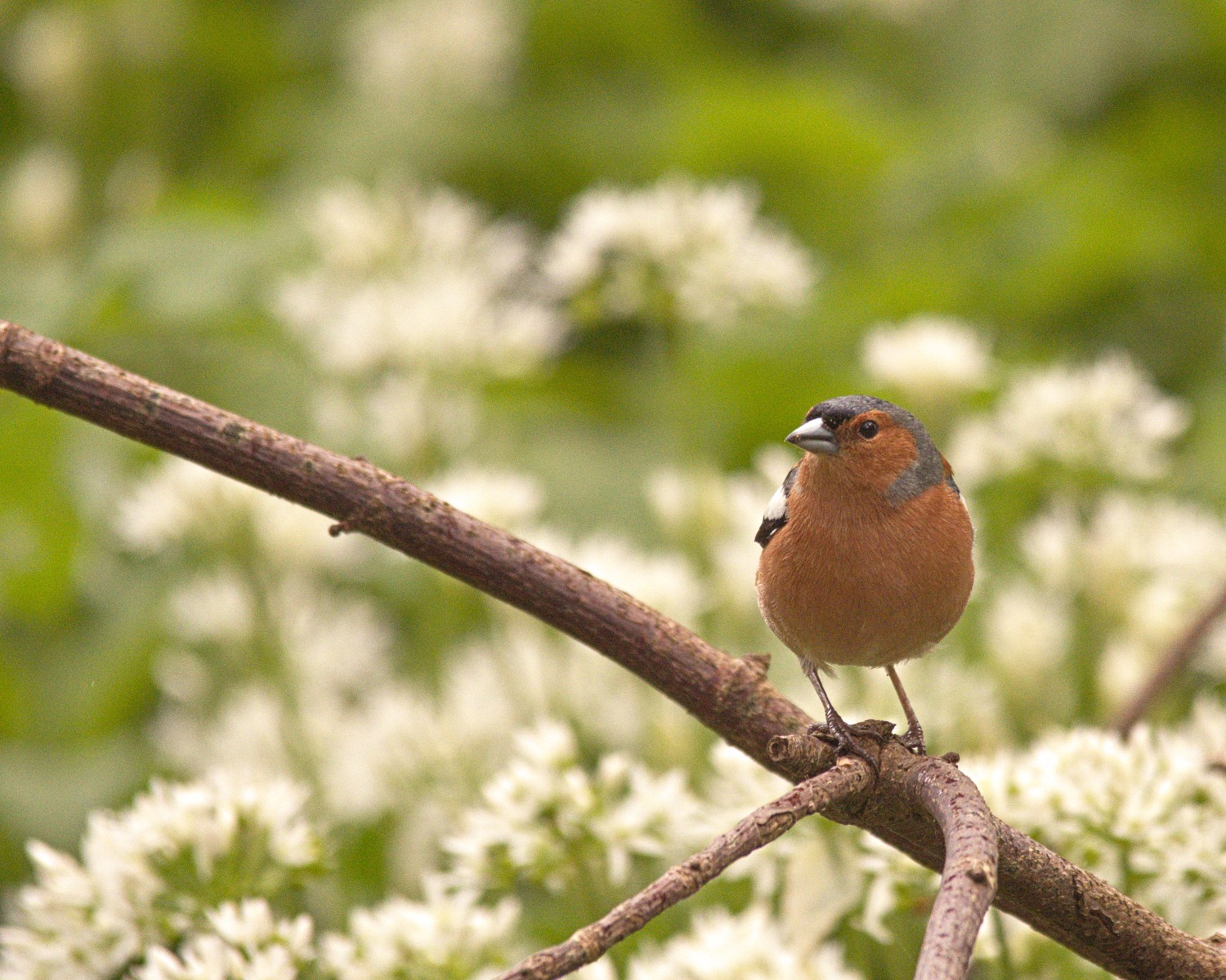 livebirdspoland_191f4376ccd51cbff05fc05d9958fa06.jpg