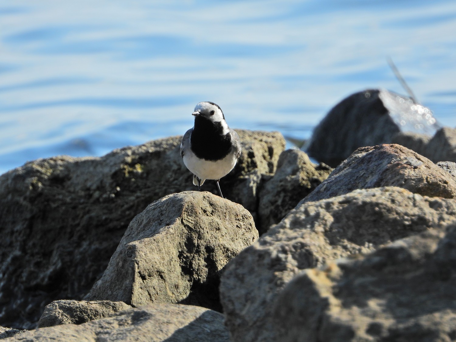 livebirdspoland_e5f2f38f3497bbe9f27ed19fa127d66a.jpg