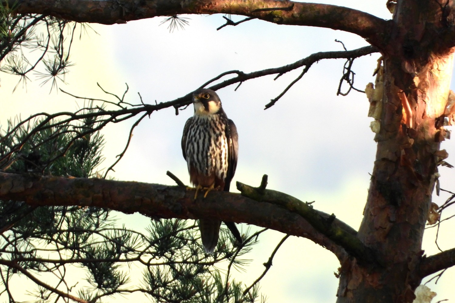 livebirdspoland_3e20bacf57ea3e17089267eacfe9e3c4.jpg