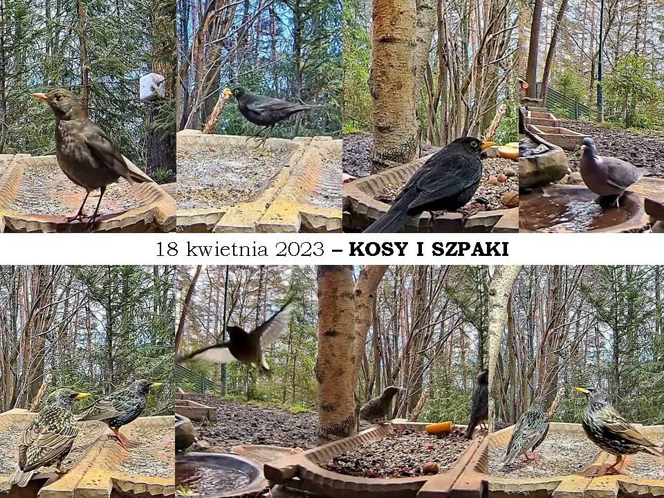 livebirdspoland_6f5c31a3b781a4c0873ae4ab6eaad996.jpg