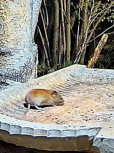 livebirdspoland_677f0b244a38ff4ae45480902da6b243.jpg