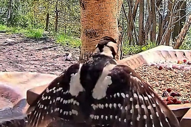 livebirdspoland_d3216e375edd97a12ea848b435dd01f4.jpg