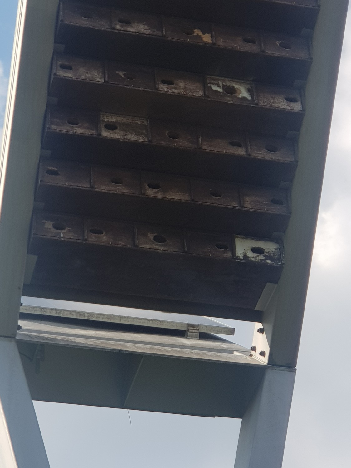 livebirdspoland_f339d92e0d22b266f15419956f17f3c9.jpg