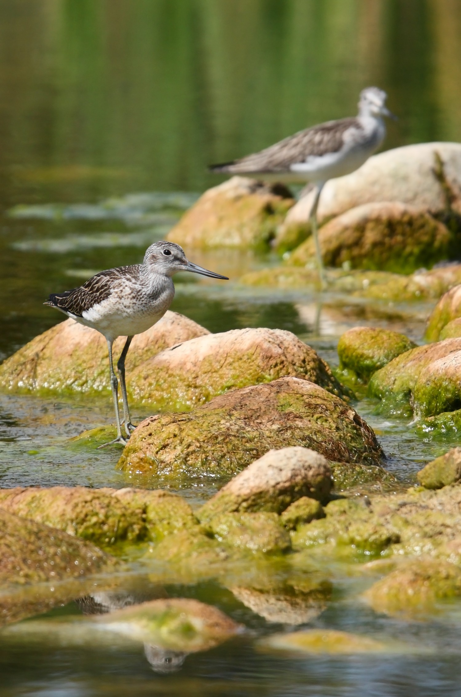 livebirdspoland_035c266eeb0348574c5e91cb1baee536.jpg