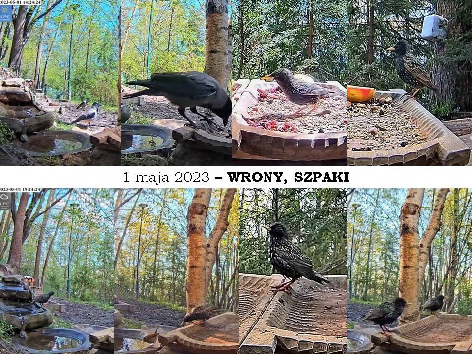 livebirdspoland_f6fdf85d2bae5088c2c5a677992acd55.jpg